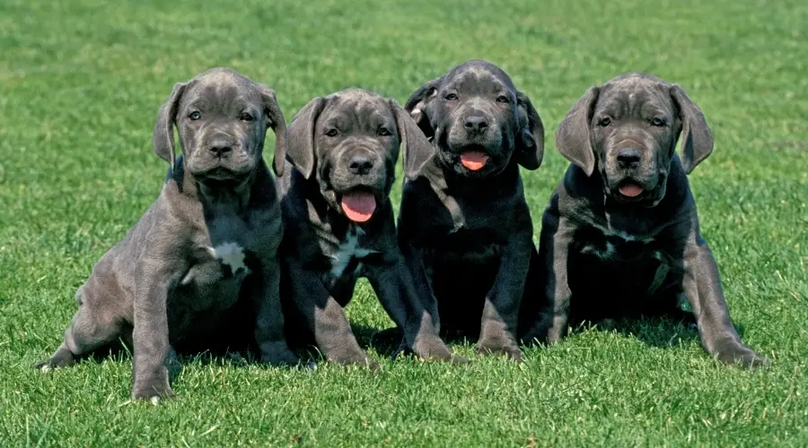 Cuatro cachorros sentados en un campo