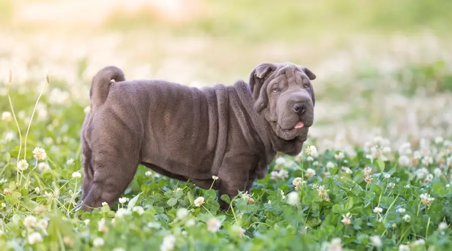 Perro gris arrugado entre flores blancas