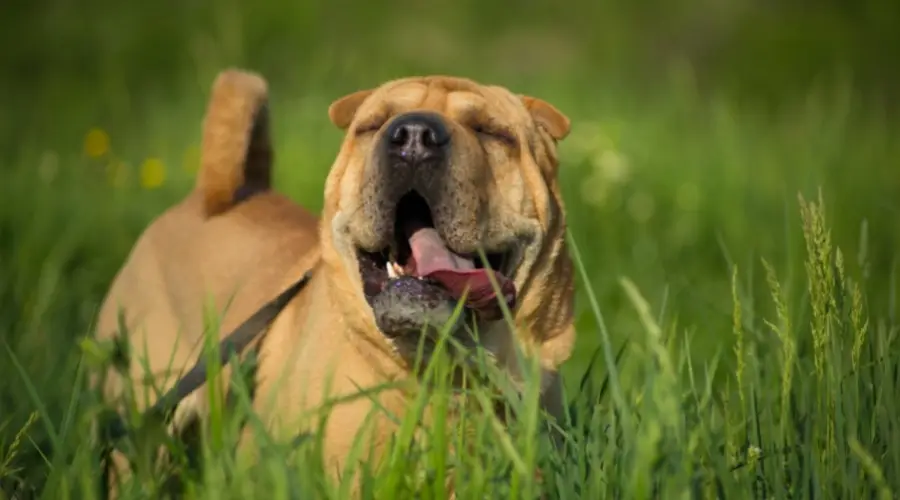 Perro feliz en un prado