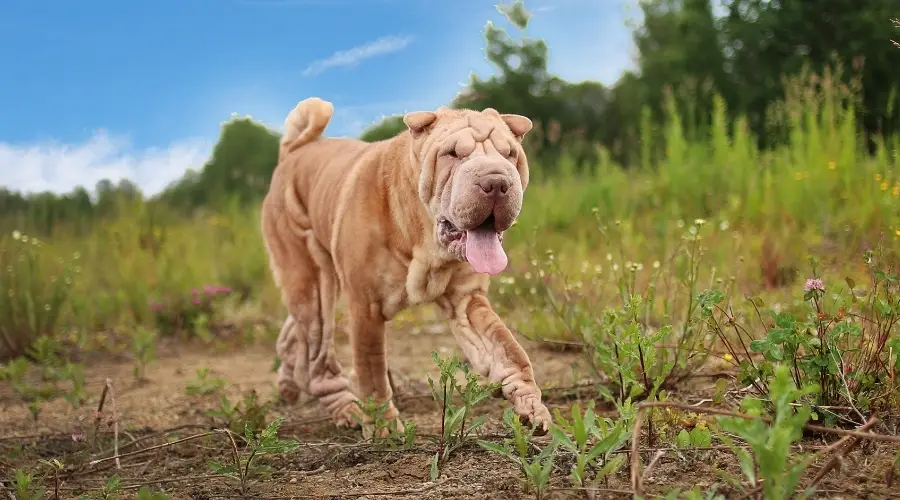 Perro Crema Arrugada Caminando Al Aire Libre