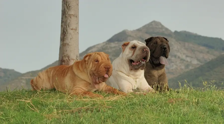 Perros negros, crema y albaricoque al aire libre