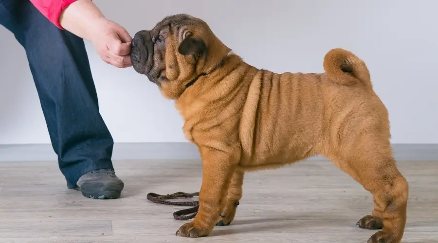 Perro pequeño recibiendo un premio