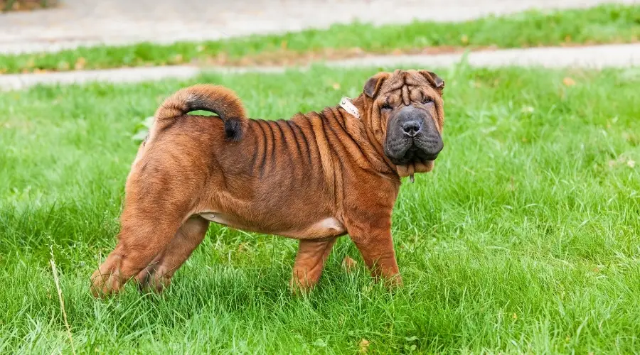 Perro arrugado parado afuera