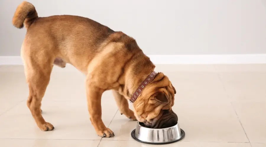 Perro pequeño y arrugado comiendo de un cuenco para perros