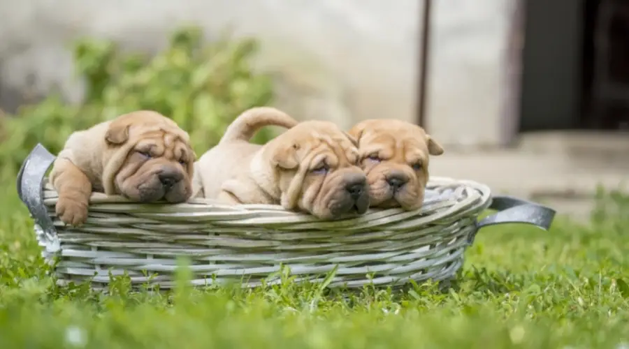 Tres cachorros arrugados en una canasta