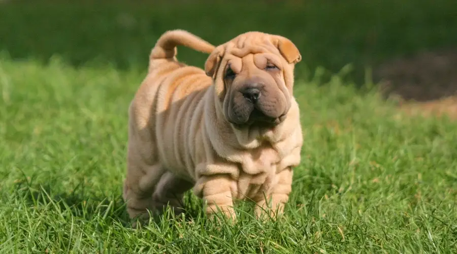 Cachorro arrugado en un día soleado