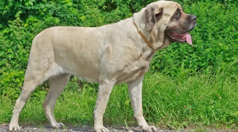 Perro de raza gigante de pie en la hierba