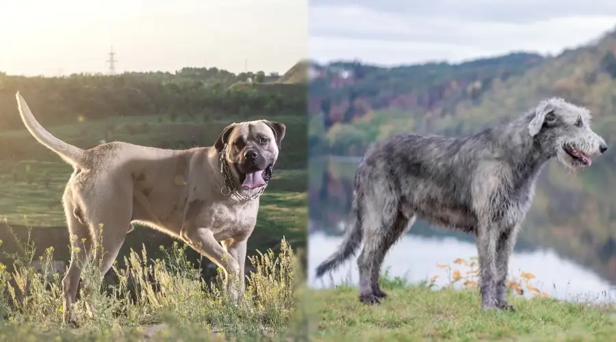 Dos perros de pie en campo abierto