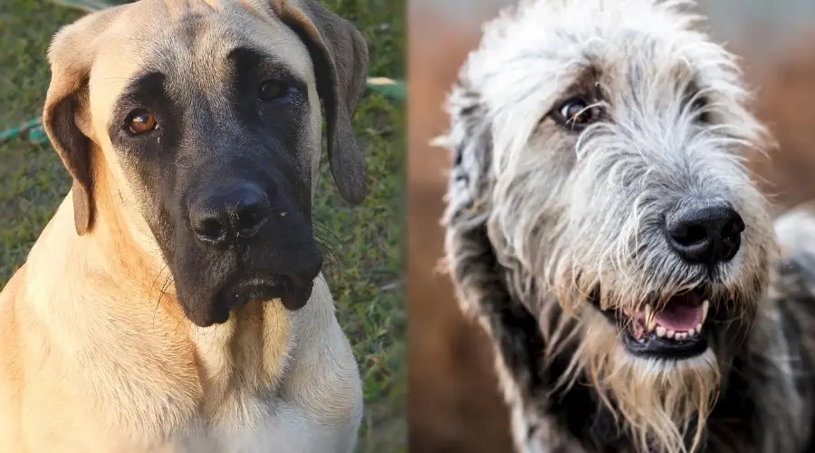 Dos perros gigantes afuera