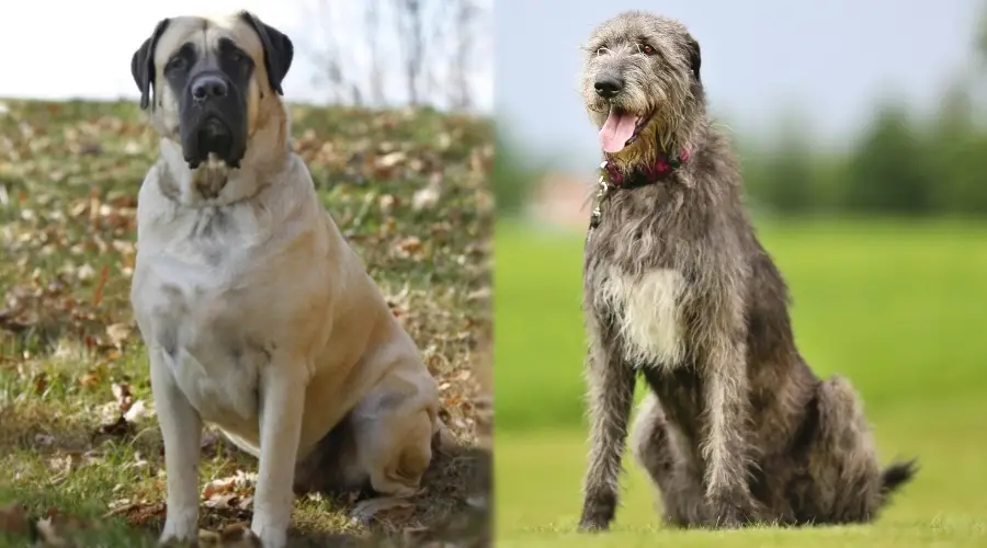 Dos perros gigantes sentados