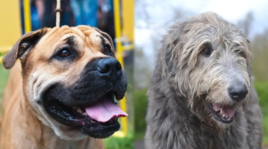 Dos perros gigantes de cerca