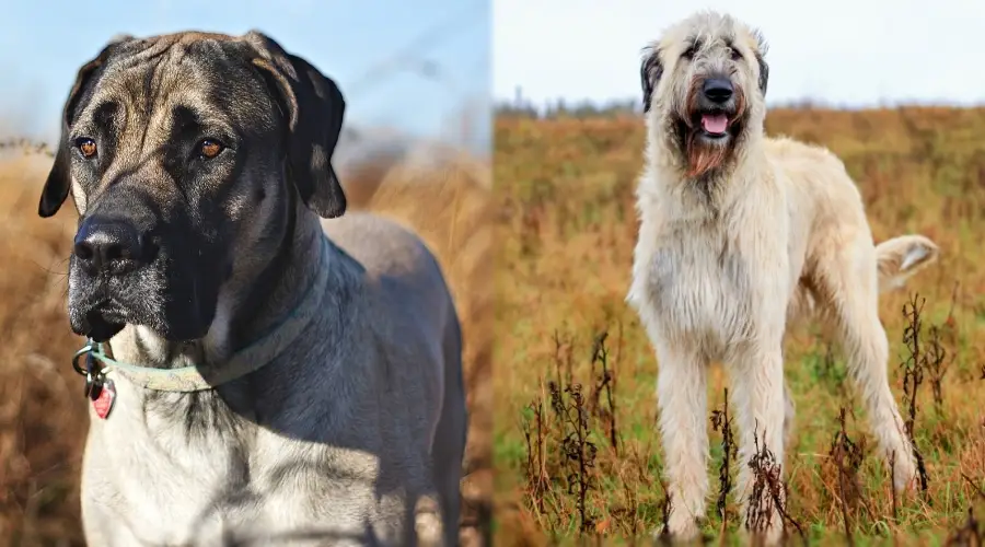 Dos perros de color leonado en el campo