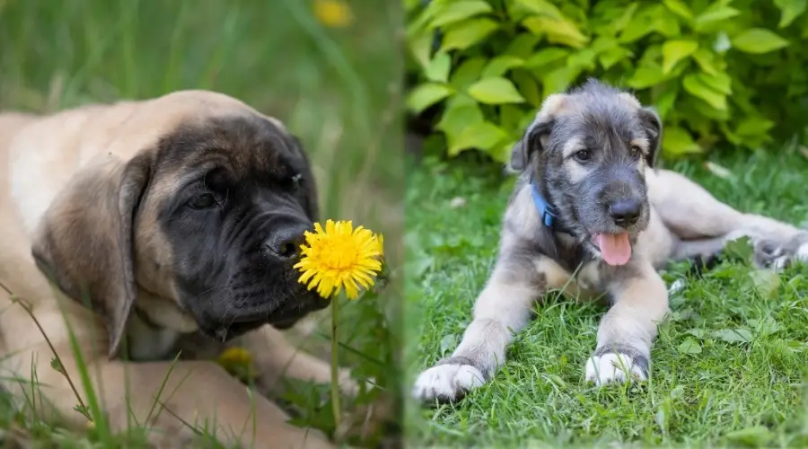 Dos cachorros de raza gigante