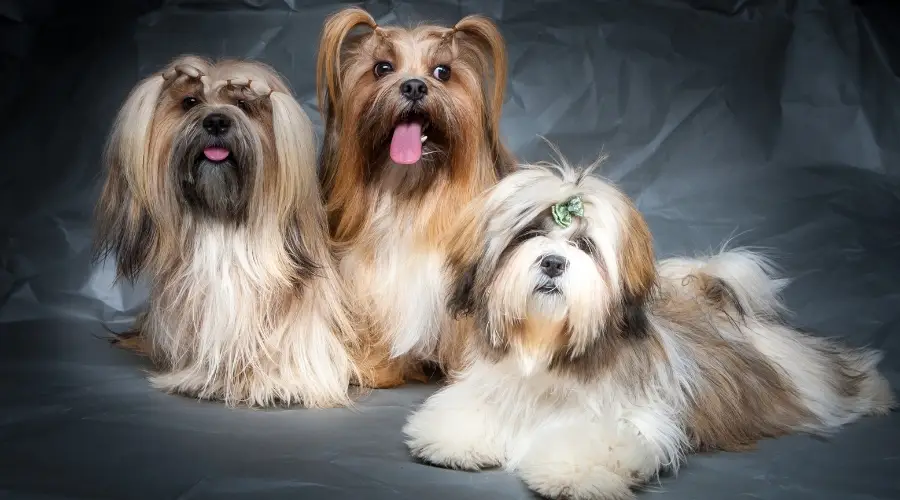 Tres perros de pelo largo