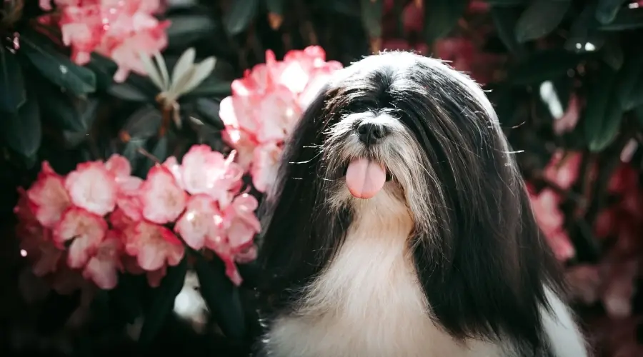 Perro blanco y negro junto a flores rosas