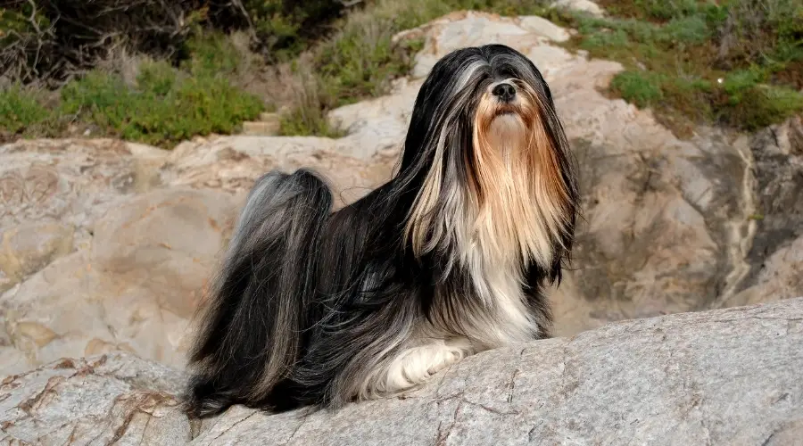 Perro de pelo largo parado sobre una roca