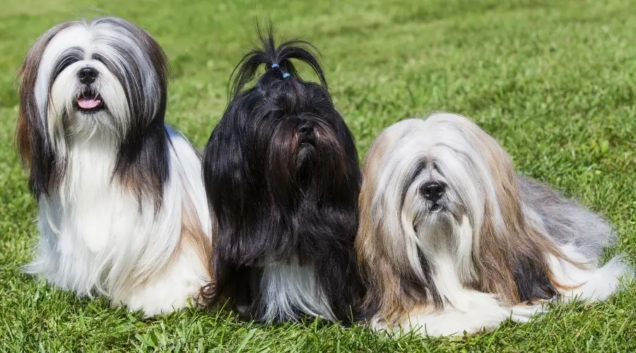 Tres perros de pelo largo en la hierba