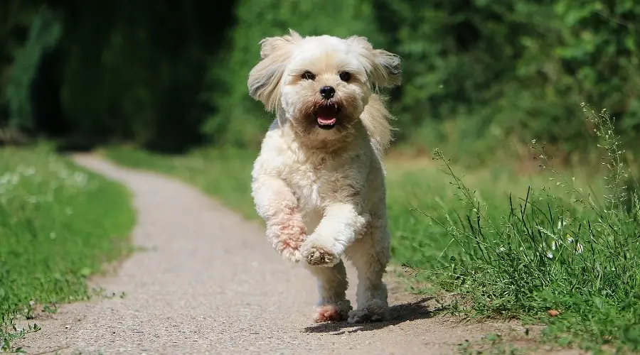 Perro pequeño color crema corriendo al aire libre