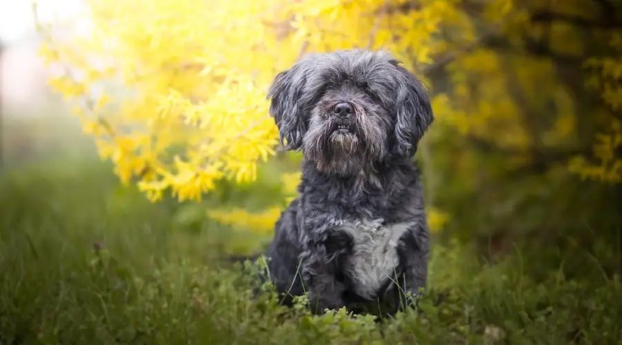 Pequeño perro negro junto a flores amarillas