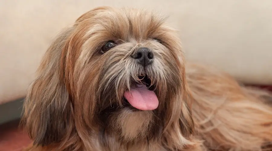 Perro de pelo largo mirando hacia arriba con la lengua fuera