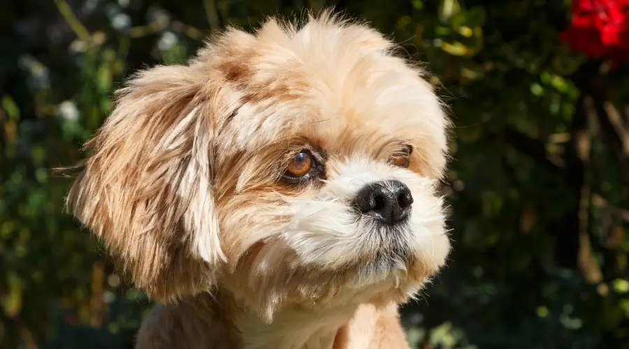 Perro mayor bajo la luz del sol