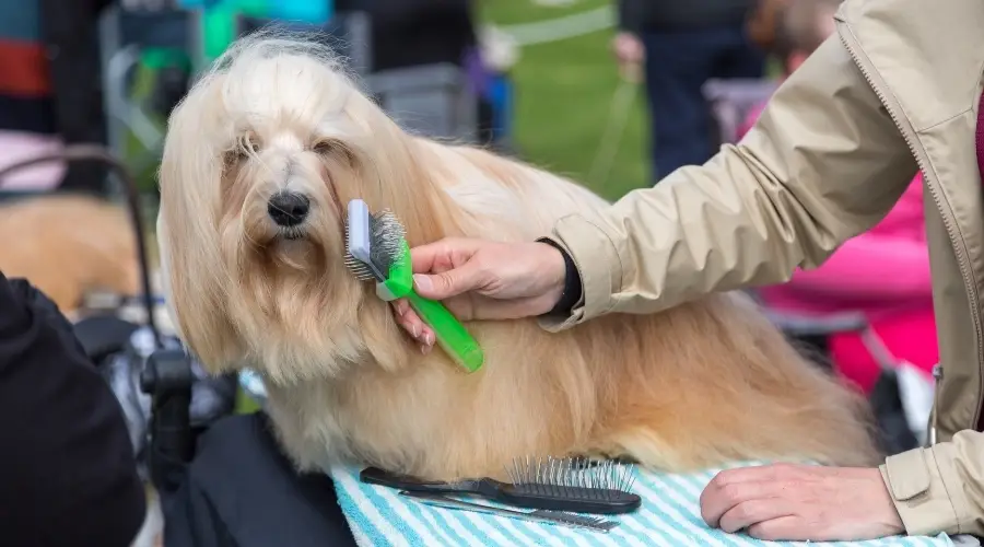 Perro de pelo largo siendo cepillado