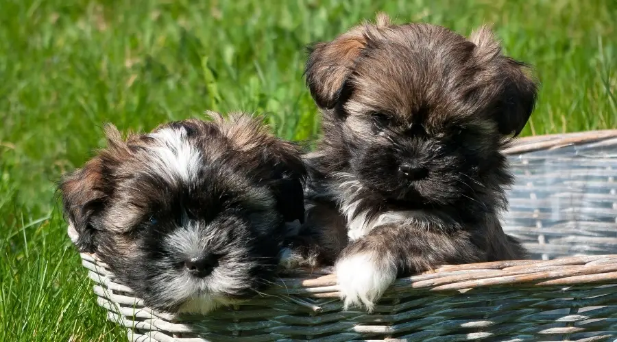 Dos cachorros pequeños en una cesta