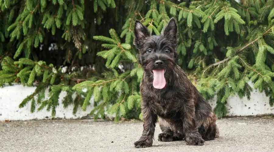 Pequeño perro negro con la lengua fuera