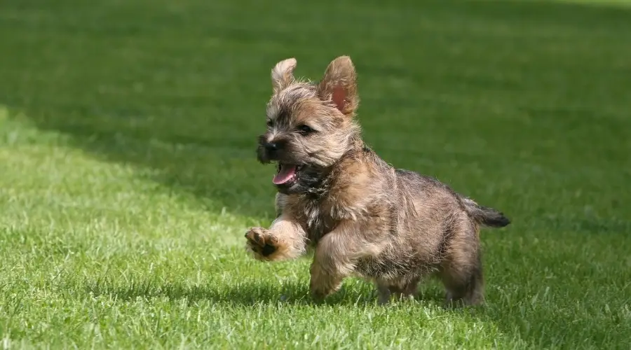 Pequeño cachorro corriendo en la hierba