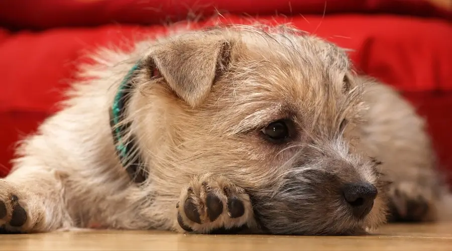Perro de trigo acostado