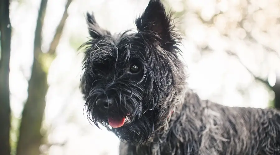 Cara de un perro negro