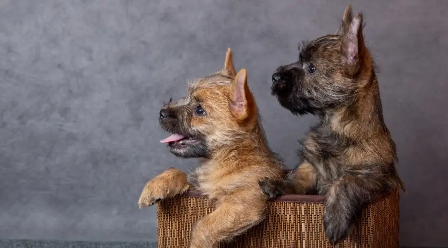 Cesta de dos cachorros