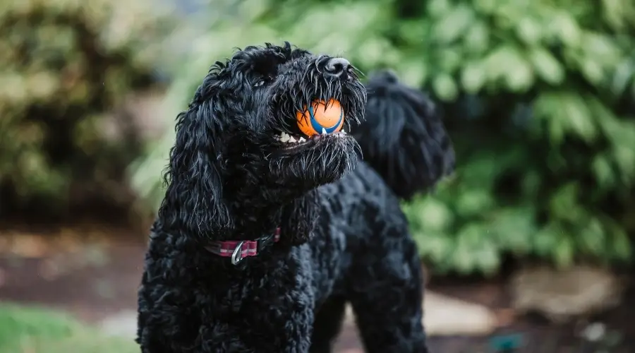 Perro negro con bola naranja en la boca