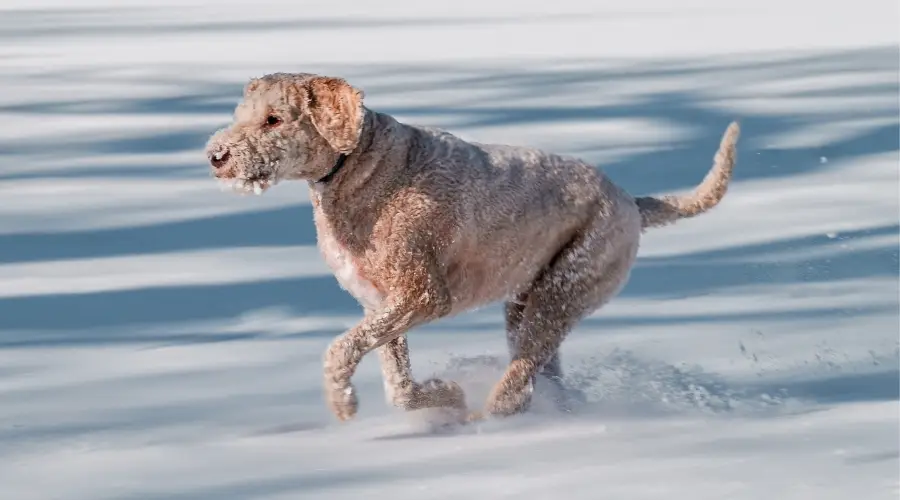 Perro crema corriendo en la nieve