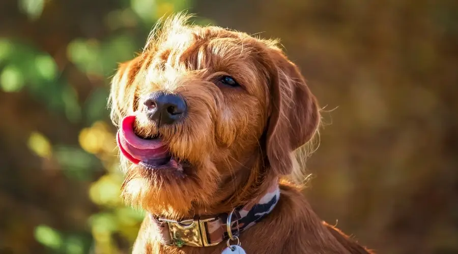 Perro joven lamiendo sus labios