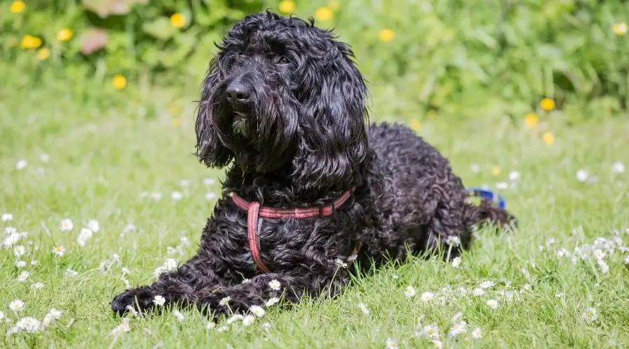 Perro negro en una pradera