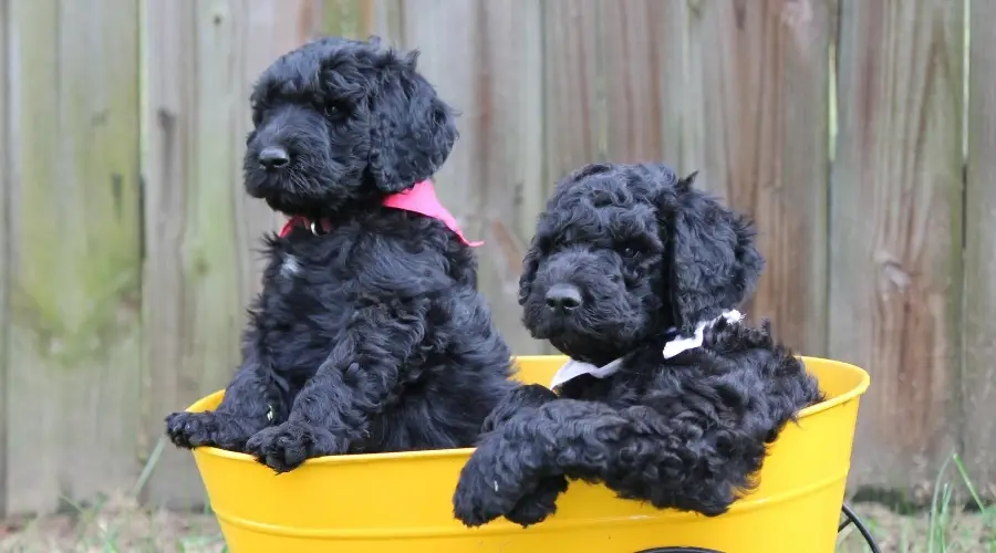 Cachorros negros en un cubo amarillo