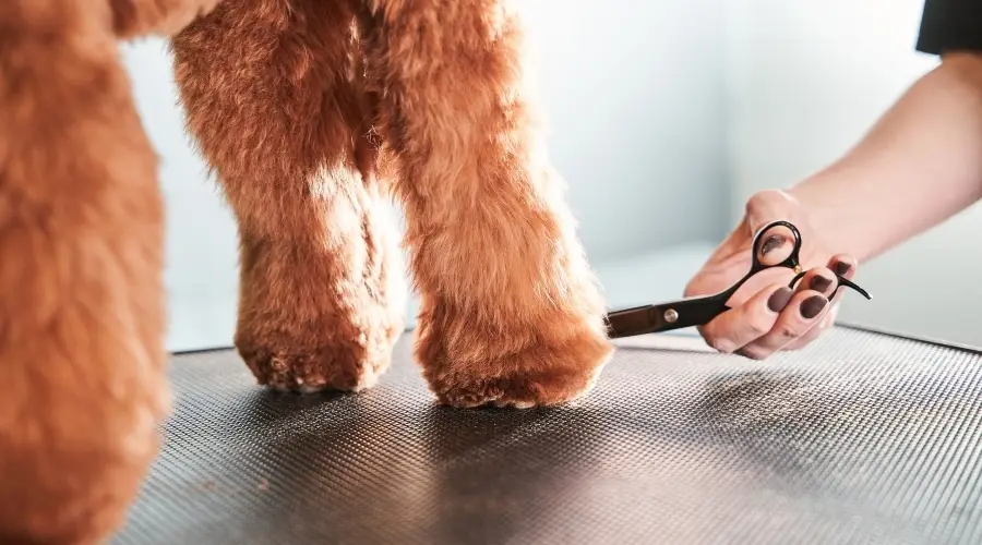 Perro esponjoso recortándose