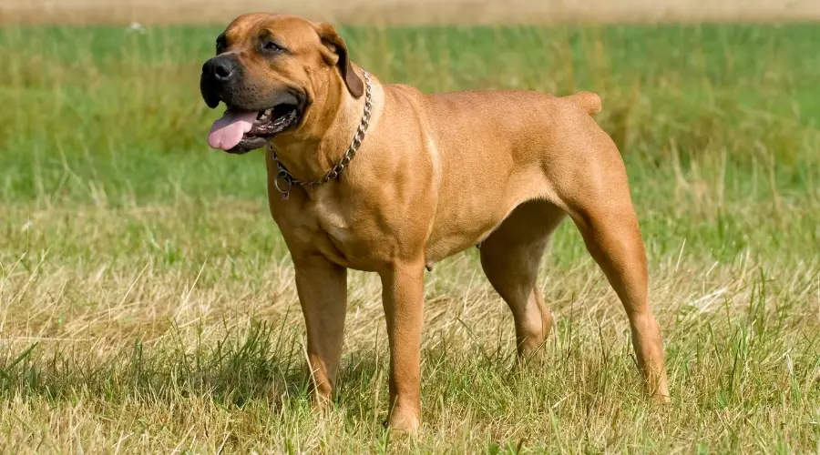 Perro bronceado grande de pie en la hierba