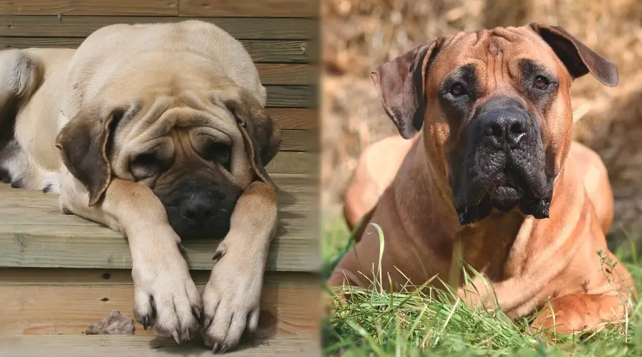 Dos perros tumbados en la hierba