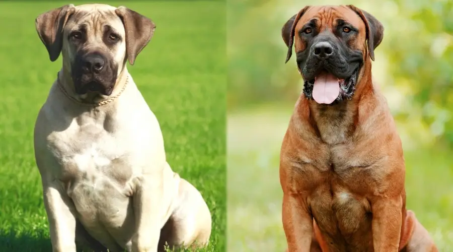 Dos perros de raza gigante sentados al aire libre