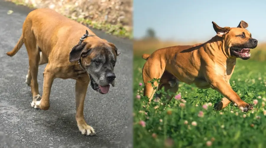 Dos perros de raza gigante corriendo