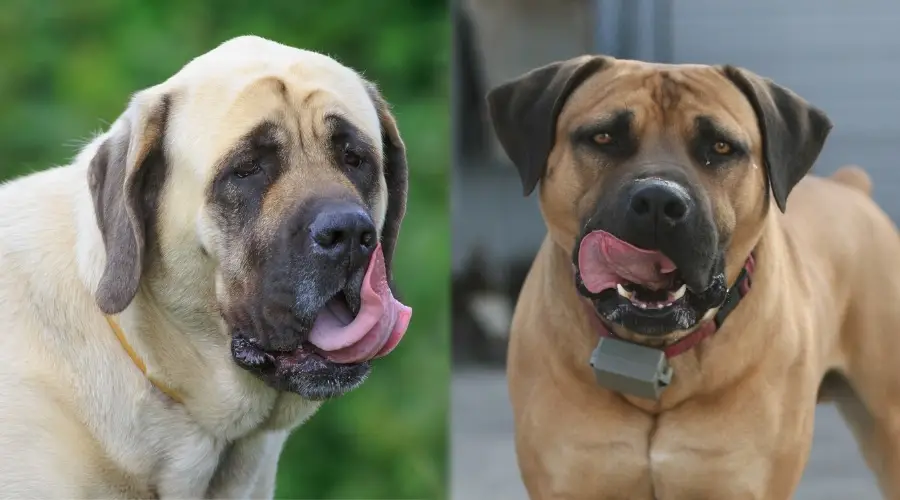 Dos perros lamiendo los labios