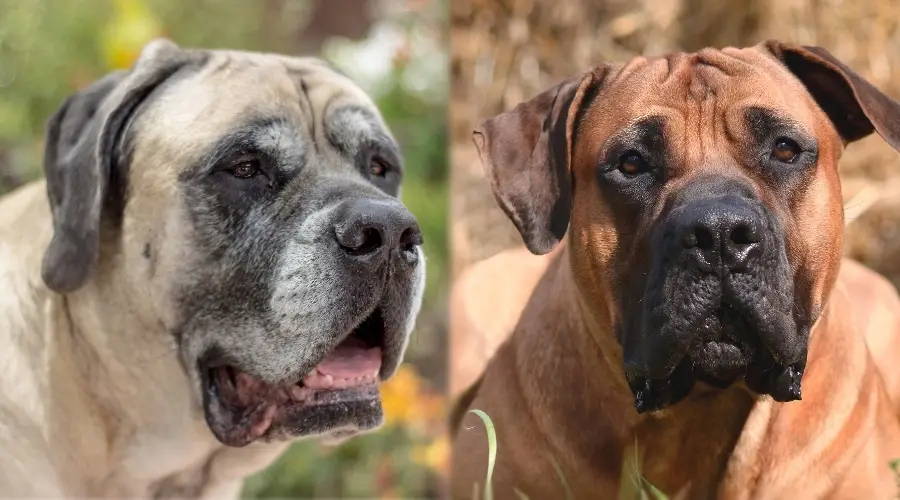 Dos perros gigantes mayores de cerca