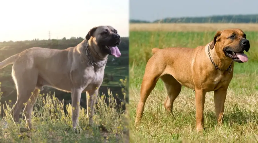 Dos grandes perros bronceados parados en un campo