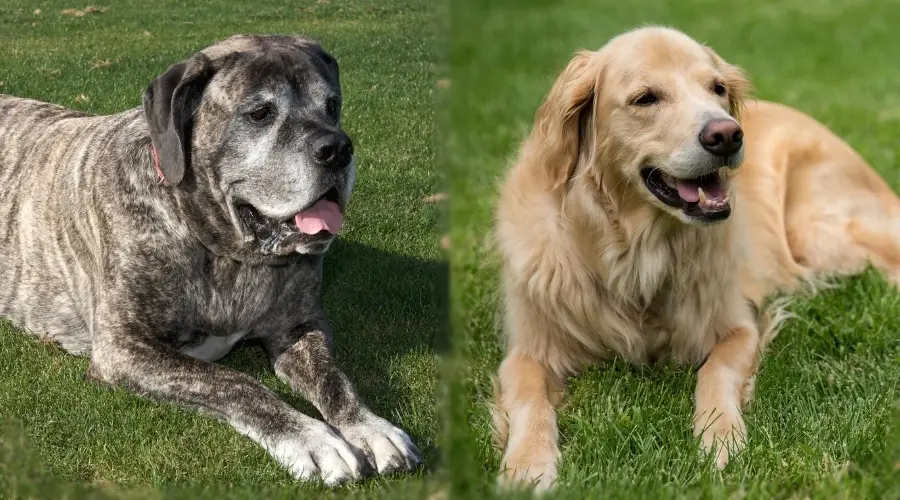 Perro atigrado grande y perro bronceado de pelo largo tendido en la hierba