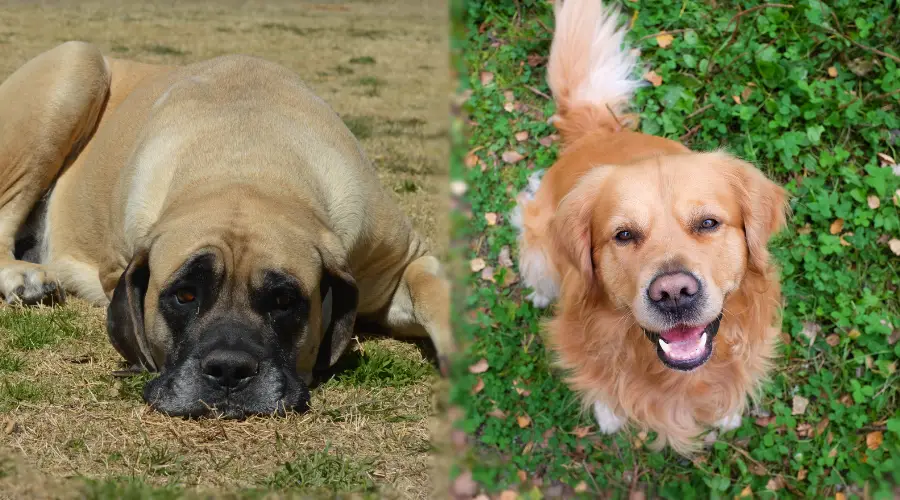 Perro bronceado grande acostado y perro dorado sonriendo a la cámara