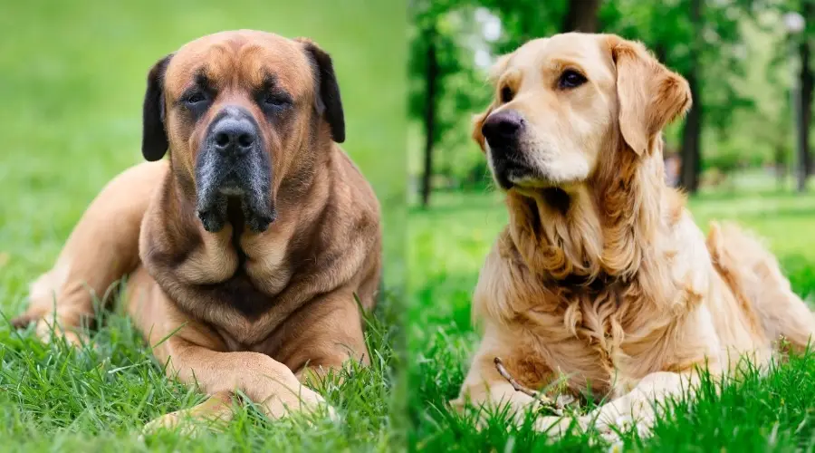 Perro bronceado grande y perro de pelo medio largo tendido en la hierba