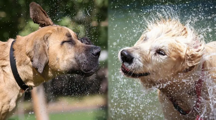 Dos perros bronceados sacudiéndose el agua