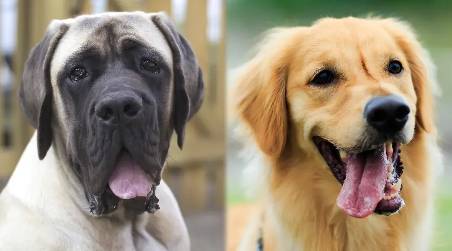 Perro tostado y negro y perro amarillo con la lengua fuera